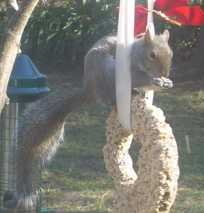 Apparently my neighbor's cats went crazy with the flurry of activity around her wreath!