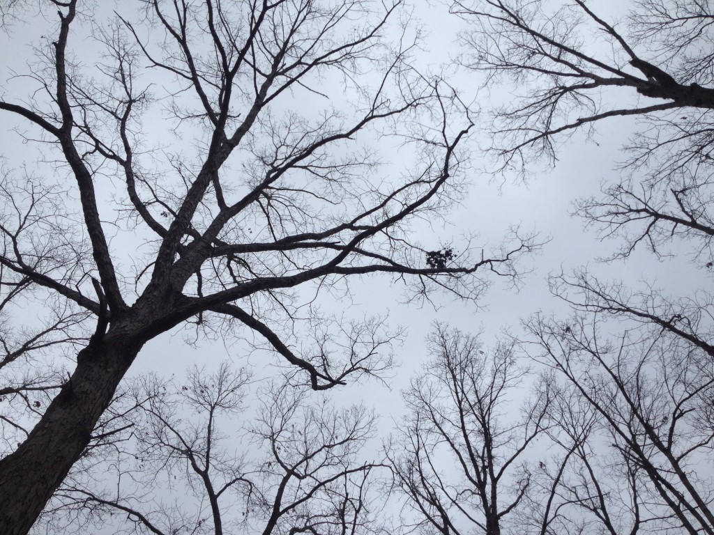 Still shot of the "dancing trees"
