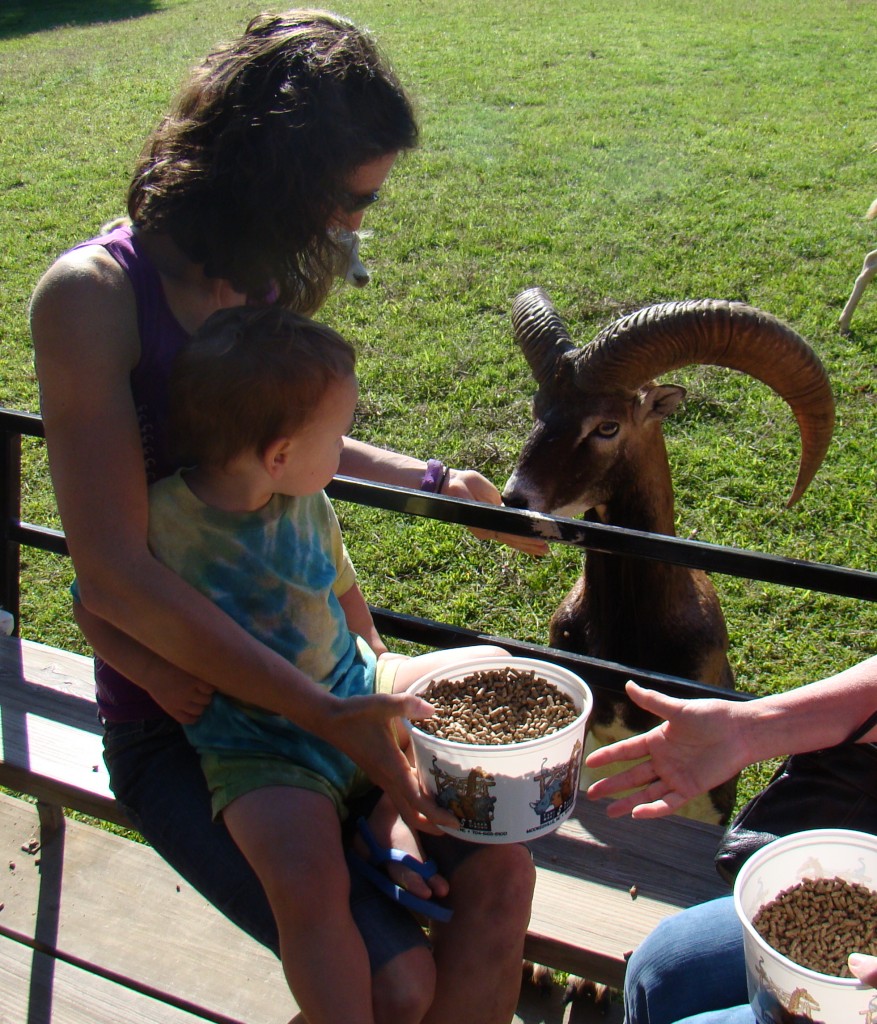 Checking off Spring Idea #27 at the Lazy 5 Ranch