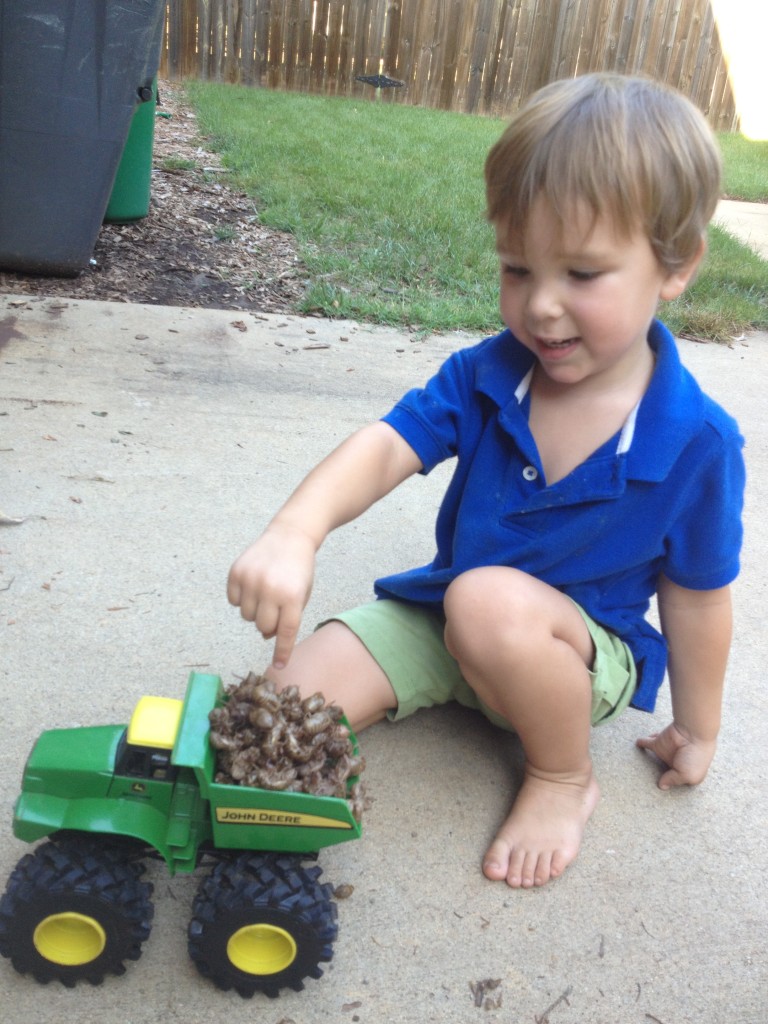 Cicada shells piling in for a dump truck ride.