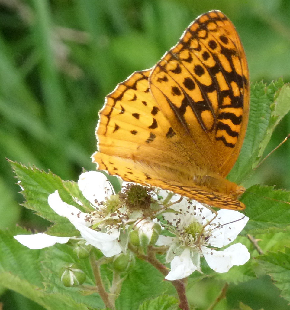 Great Spangled Fritillary - I bet we saw 100 of these!