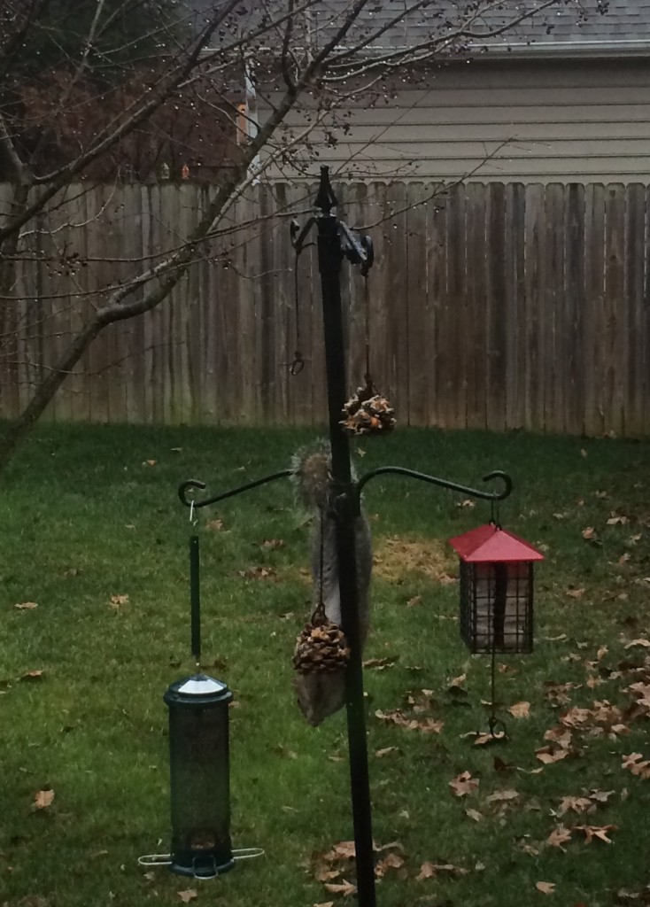 squirrel