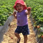 From Farm to Table – Strawberry Season!