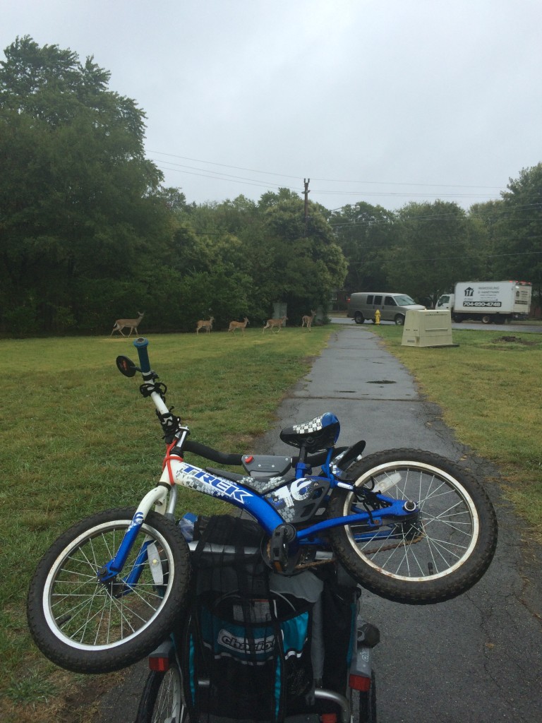 Here's Big C's bike rigged for the return trip...and FIVE deer we spotted from the school parking lot!