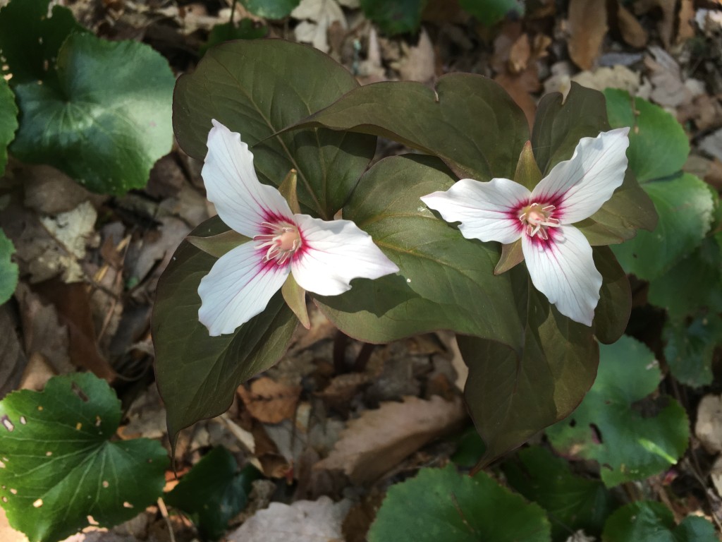 More spectacular wildflowers along the approach!