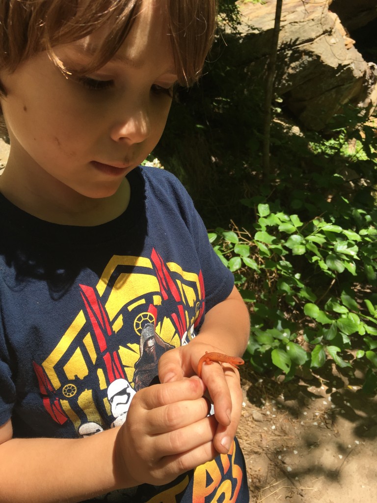 It's red eft season in the Southeast!